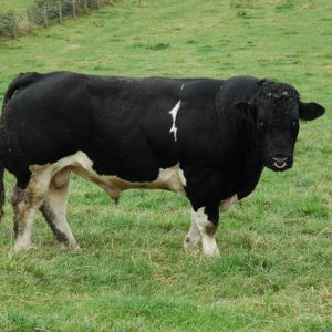 Holstein Male